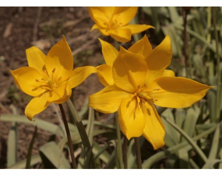 Wilde Tulpe (Tulipa sylvestris)