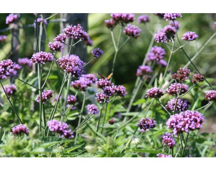 Verbena bonariensis (Argentinisches Eisenkraut)