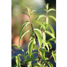 Zitronenverbene - Aloysia triphylla