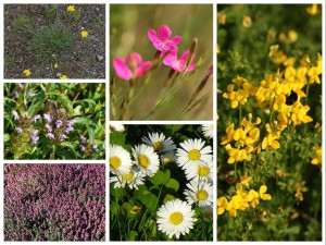 Mischung 09: Blumenrasen/Kräuterrasen