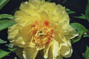 Bartzella Pfingstrose