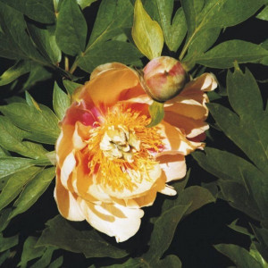 Lemon Dream Pfingstrose