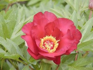 Scarlet Heaven Pfingstrose