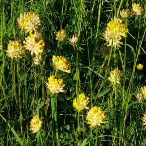 Echter Wundklee, Wildform (Anthyllis vulneraria)