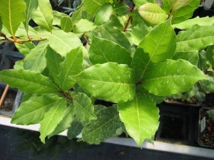 Lorbeer (Laurus nobilis)
