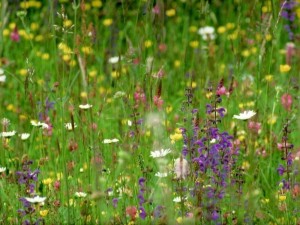 Mischung 03: Trespen-Halbtrockenrasenmischung