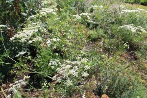 Kerbelrübe (Chaerophyllum bulbosum)