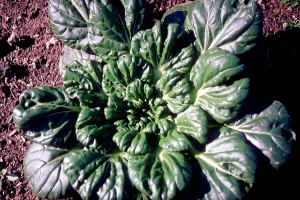 Pak choi (Bio-Saatgut)
