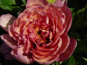 Copper Kettle Pfingstrose