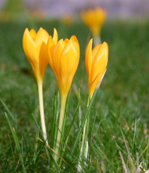 Crocus flavus (Frühlingsblühender Goldkrokus)