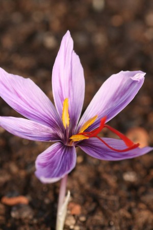 Crocus sativus (Safrankrokus)