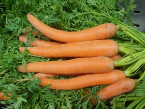 Möhre 'Nantaise' (Bio-Saatgut)