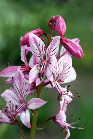 Diptam (Dictamnus albus)