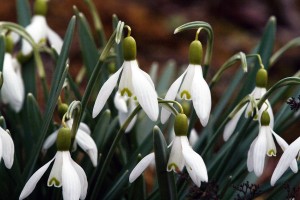 Schneeglöckchen (Galanthus nivalis)