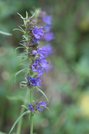 Ysop (Hyssopus officinalis)