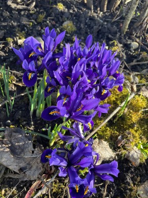 Zwergiris (Iris reticulata)