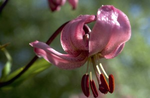 Türkenbundlilie (Lilium martagon)