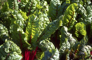 Mangold, Beißkohl, Römerkohl (Beta vulgaris var. cicla)