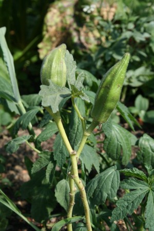 Okra (Bio-Saatgut)
