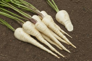Pastinaken (Bio-Saatgut)