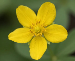 Potentilla argentea, Silber-Fingerkraut