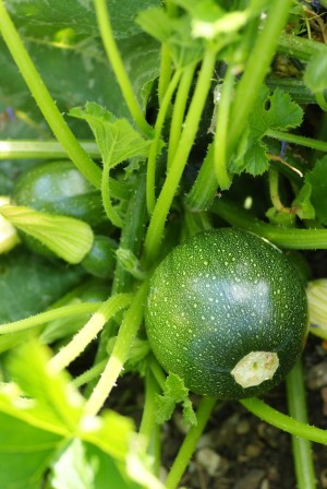 Cucurbita pepo 'Rondini' (Zucchini Tondo di Piacenza)