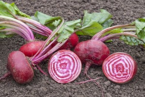 Rote Beete Tonda di Chioggia (Bio-Saatgut)