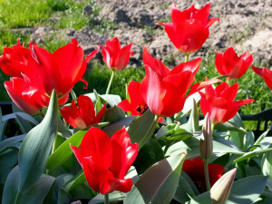 Gewelltblättrige Tulpe (Tulipa eichleri)