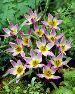 Zwergtulpe, Tulipa humilis