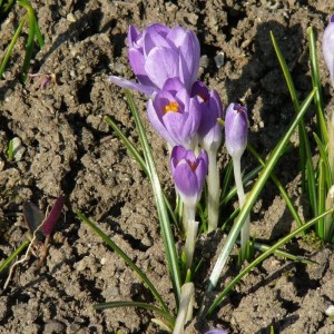 Elfen-Krokus (Crocus tommasinianus)