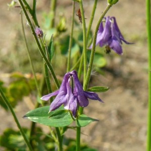 Gewöhnliche Akelei (Aquilegia vulgaris)