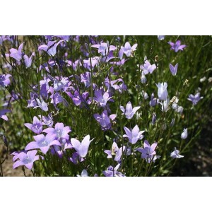 Wiesenglockenblume (Campanula patula)