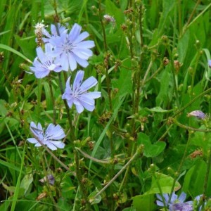Wegwarte, Wildform (Cichorium intybus)