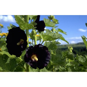 Schwarze Stockrose (Alcea rosea var. nigra)
