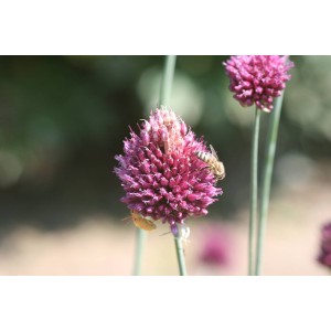 Kopflauch (Allium sphaerocephalon)
