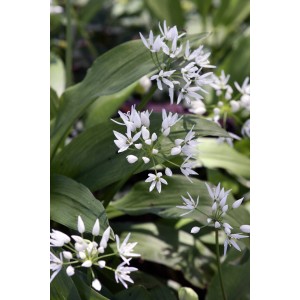 Bärlauch (Allium ursinum)