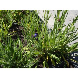 Anchusa officinalis (Ochsenzunge)
