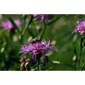 Gemeine Flockenblume (Centaurea jacea)