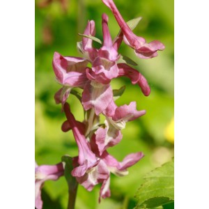 Lerchensporn (Corydalis cava)