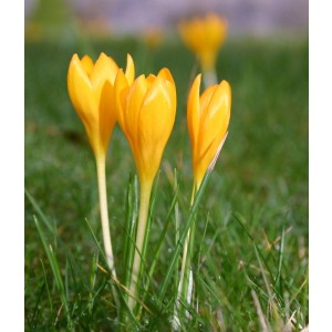 Crocus flavus (Frühlingsblühender Goldkrokus)