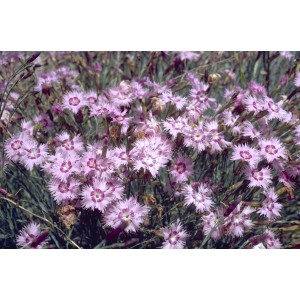 Anatolische Nelke (Dianthus anatolicus)