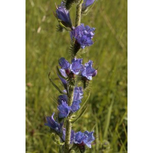 Natternkopf (Echium vulgare)