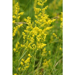 Echtes Labkraut (Galium verum)