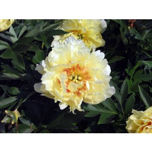 P. lactiflora x lutea Bartzella Pfingstrose