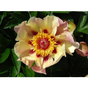 P. lactiflora x lutea Court Jester Pfingstrose