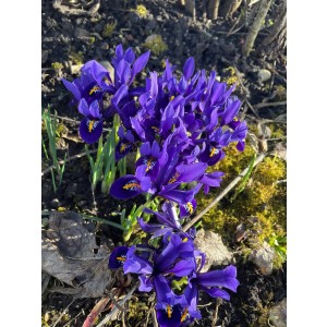 Zwergiris (Iris reticulata)