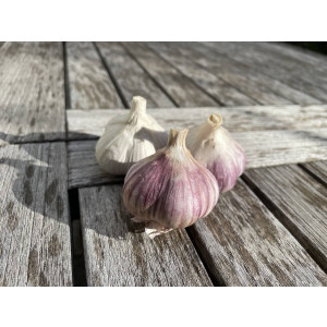Knoblauch Ljubascha (Allium sativum)