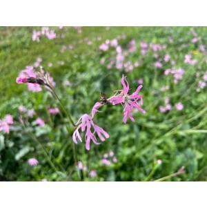 Kuckuckslichtnelke (Lychnis flos-cuculi)