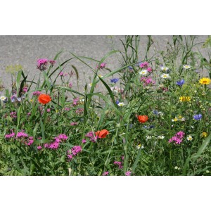 Mischung 13: Wildblumen für Wildbienen