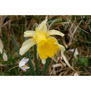 Gelbe Narzisse (Narcissus pseudonarcissus)
